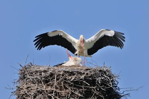 Storks Stock Photos