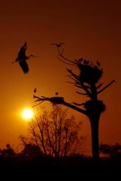 Storks Stock Photos