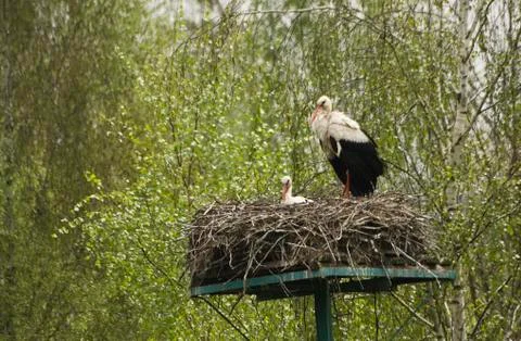 Storks Stock Photos