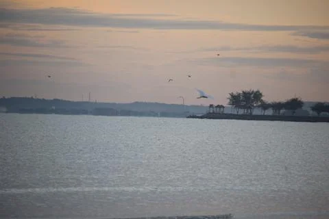 Storks playing on the beach with blurred background Stock Photos