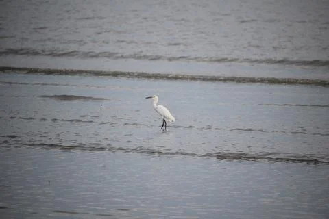 Storks playing on the beach with blurred background Stock Photos