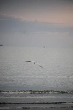 Storks playing on the beach with blurred background Stock Photos