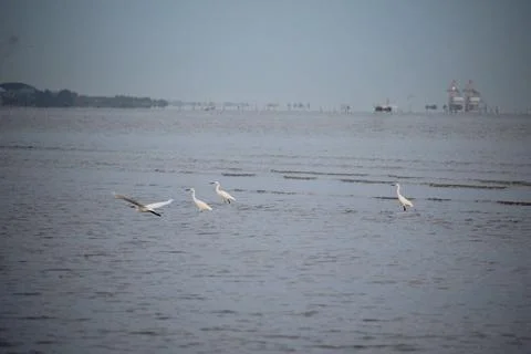 Storks playing on the beach with blurred background Stock Photos