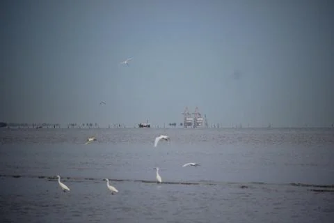 Storks playing on the beach with blurred background Stock Photos