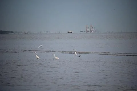 Storks playing on the beach with blurred background Stock Photos