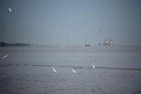 Storks playing on the beach with blurred background Stock Photos