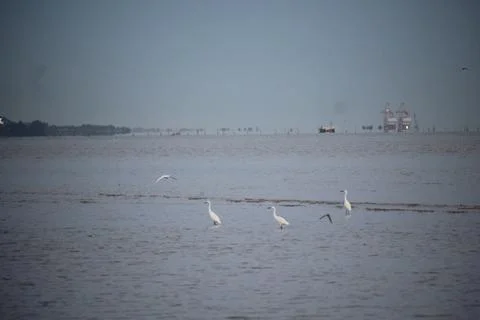 Storks playing on the beach with blurred background Stock Photos
