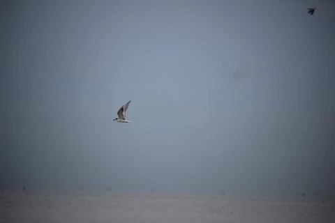 Storks playing on the beach with blurred background Stock Photos