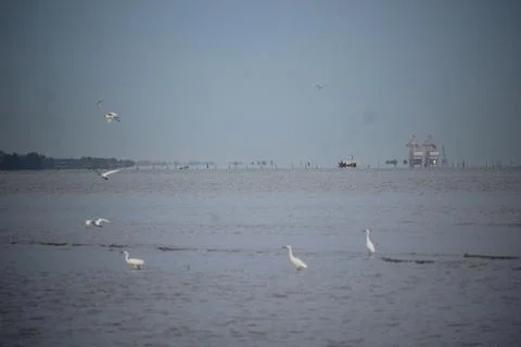 Storks playing on the beach with blurred background Stock Photos