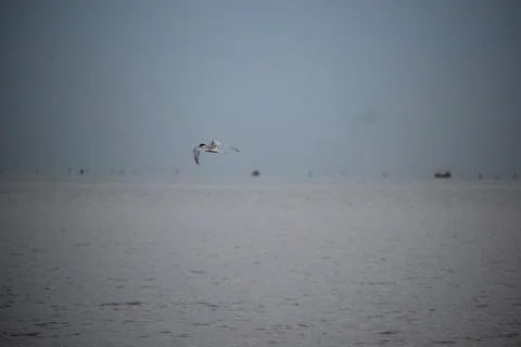 Storks playing on the beach with blurred background Stock Photos