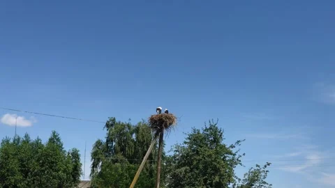 Storks on a pole in a nest against a blue sky 库存影片 306153405