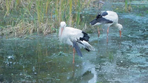 Storks in the pond Stockbeeldmateriaal 101979037
