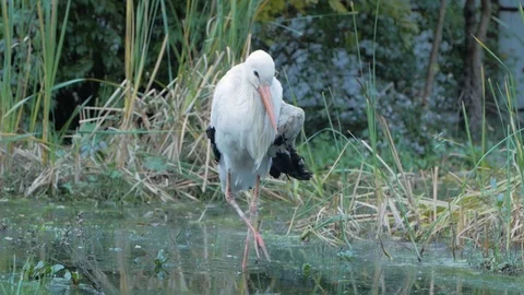 Storks in the pond Stock Footage 101979042