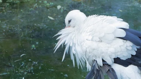 Storks in the pond Stock Footage 101979052