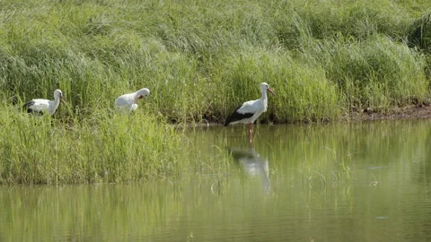 Storks rest among the grasses on the shore of the water Stock Footage 201801935