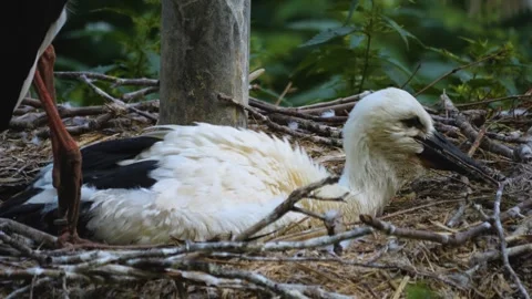  storks resting in a nest  Stock Footage 277262184
