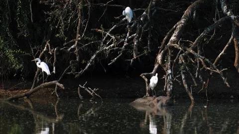 Storks Resting on Tree Above Water Stock Footage 321836819