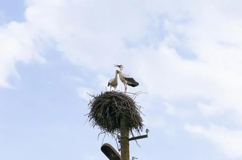 Storks return to their nests. Foto stock