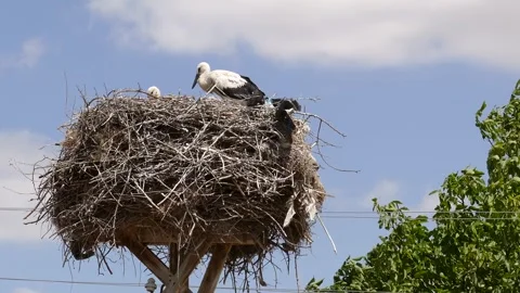 Storks return to their nests in spring and raise their young, Video stock 281497026