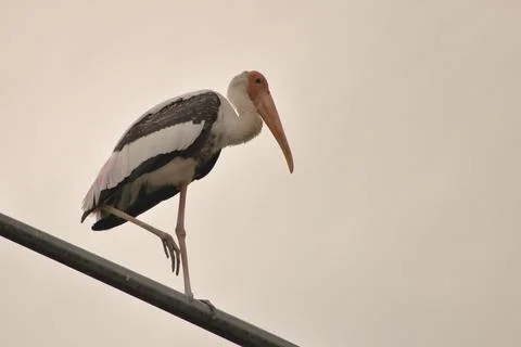 The stork's shape and outline stand out clearly against the sky. Stock Photos