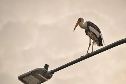 The stork's shape and outline stand out clearly against the sky. Stock Photos