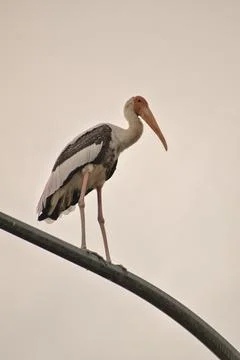 The stork's shape and outline stand out clearly against the sky. Foto stock