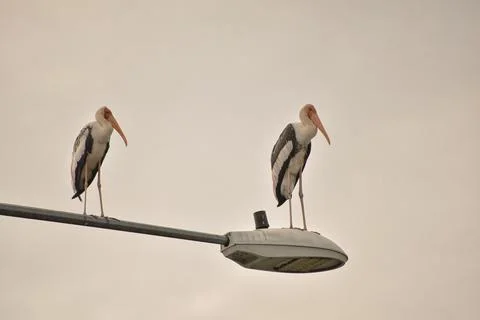 The stork's shape and outline stand out clearly against the sky. Stock Photos