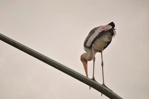 The stork's shape and outline stand out clearly against the sky. Stock Photos