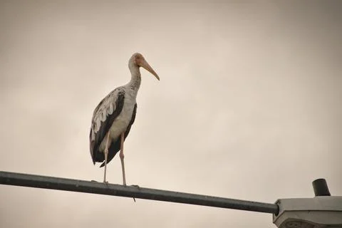 The stork's shape and outline stand out clearly against the sky. Stock Photos