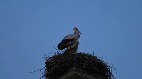 Storks sit in the nest and click their beaks Stock Footage 310857115