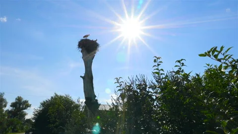 Storks sit in a nest on an old tree. Beautiful sunshine Stock Footage 95899188