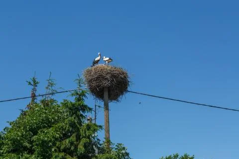 Storks sit in the nest Stock Photos