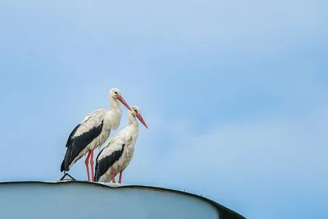 Storks Sitting on a Nest with Clouds on the Sky in the Background Stock Photos
