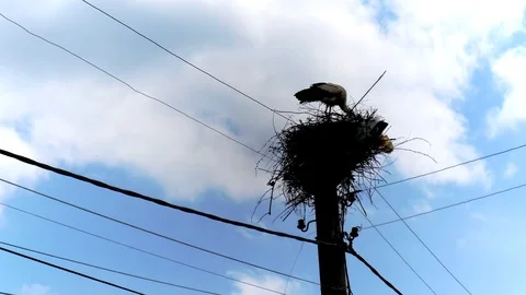Storks sitting in a nest on a pillar high voltage power lines. Video stock 76246768