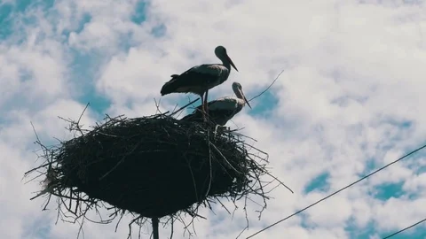 Storks Sitting in a Nest on a Pillar High Voltage Power Lines on Sky Background Stock Footage 79561542