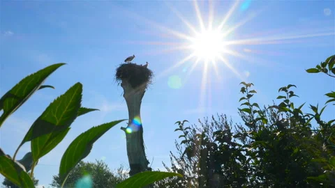 Storks sitting in a nest on a tree. Beautiful countryside Stock Footage 95899369