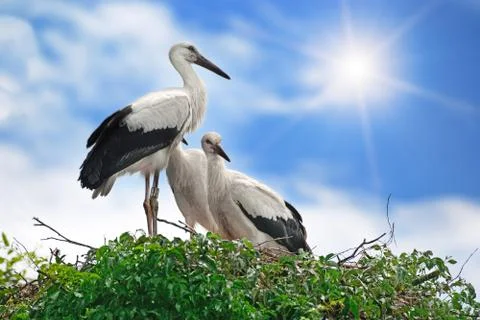 Storks on the sky background Stock Photos