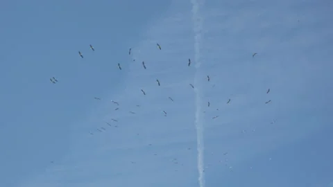 Storks in the sky Stock Footage 148916341