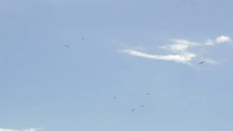 Storks in the sky Stock Footage 344883711