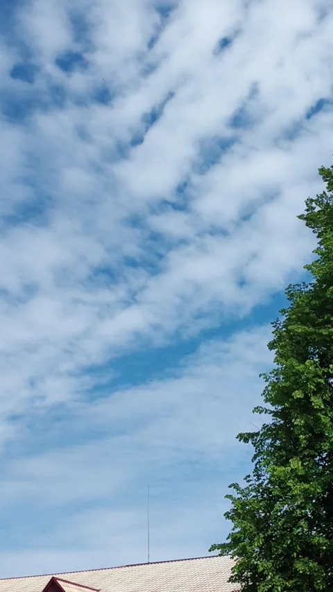 Storks in the sky over the city 스톡 동영상 309518050