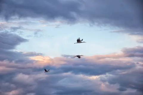Storks in the sky Stock Photos