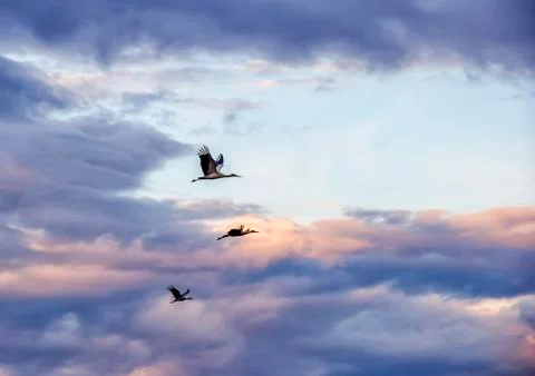 Storks in the sky Stock Photos
