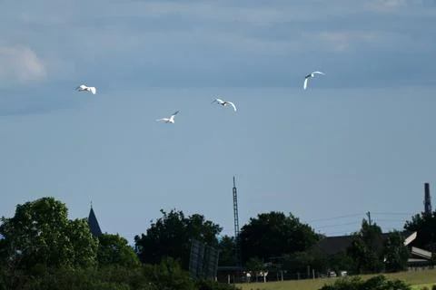 Storks in the sky together flying Stock Photos