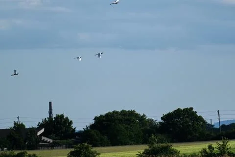 Storks in the sky together flying Stock Photos