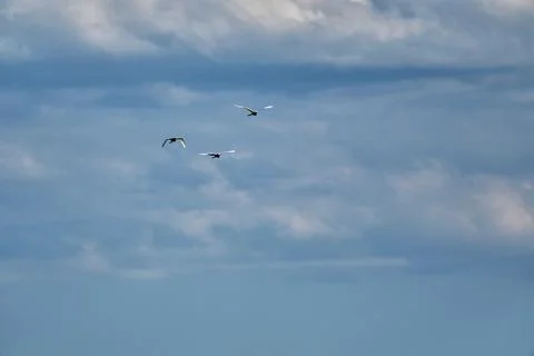 Storks in the sky together flying Stock Photos