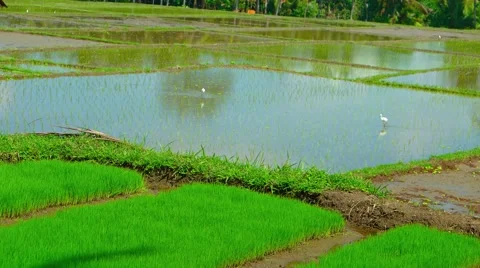 Storks in a Southeast Asian Rice Paddy. Video 4k Stock Footage 59791169