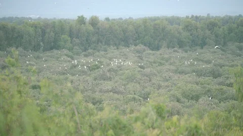 Storks Stand on Top of Cajuput Tree in Tra Su Cajuput Forest Vietnam 動画素材 116413400