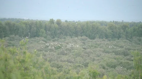 Storks Stand on Top of Cajuput Tree in Tra Su Cajuput Forest Vietnam 動画素材 116413415