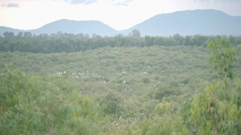 Storks Stand on Top of Cajuput Tree in Tra Su Cajuput Forest Vietnam Stock Footage 116413416