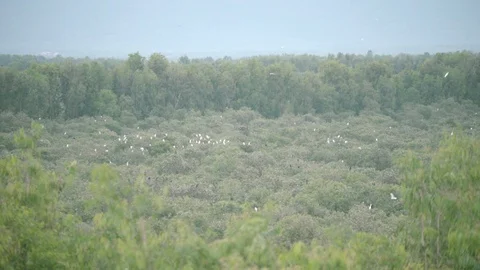 Storks Stand on Top of Cajuput Tree in Tra Su Cajuput Forest Vietnam Stock Footage 116413430